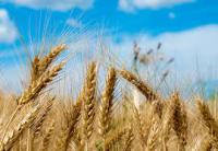 麩質過敏原 / (乳糜瀉)檢測套組