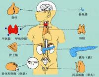 内分泌荷尔蒙检测